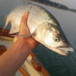 BalatonGuides – Vendéghorgászat és csónakbérlés a Balatonnál